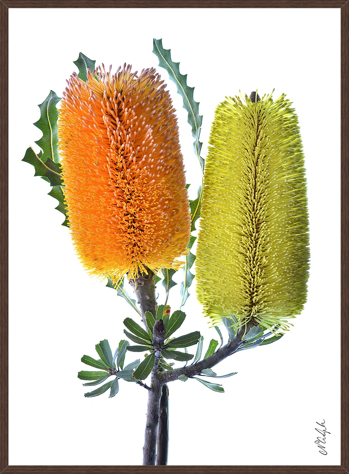 Orange & Yellow Banksia - In Stock