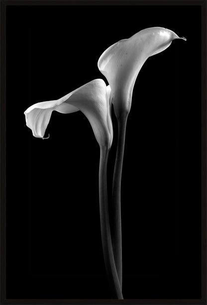 Calla Lilies Black & White