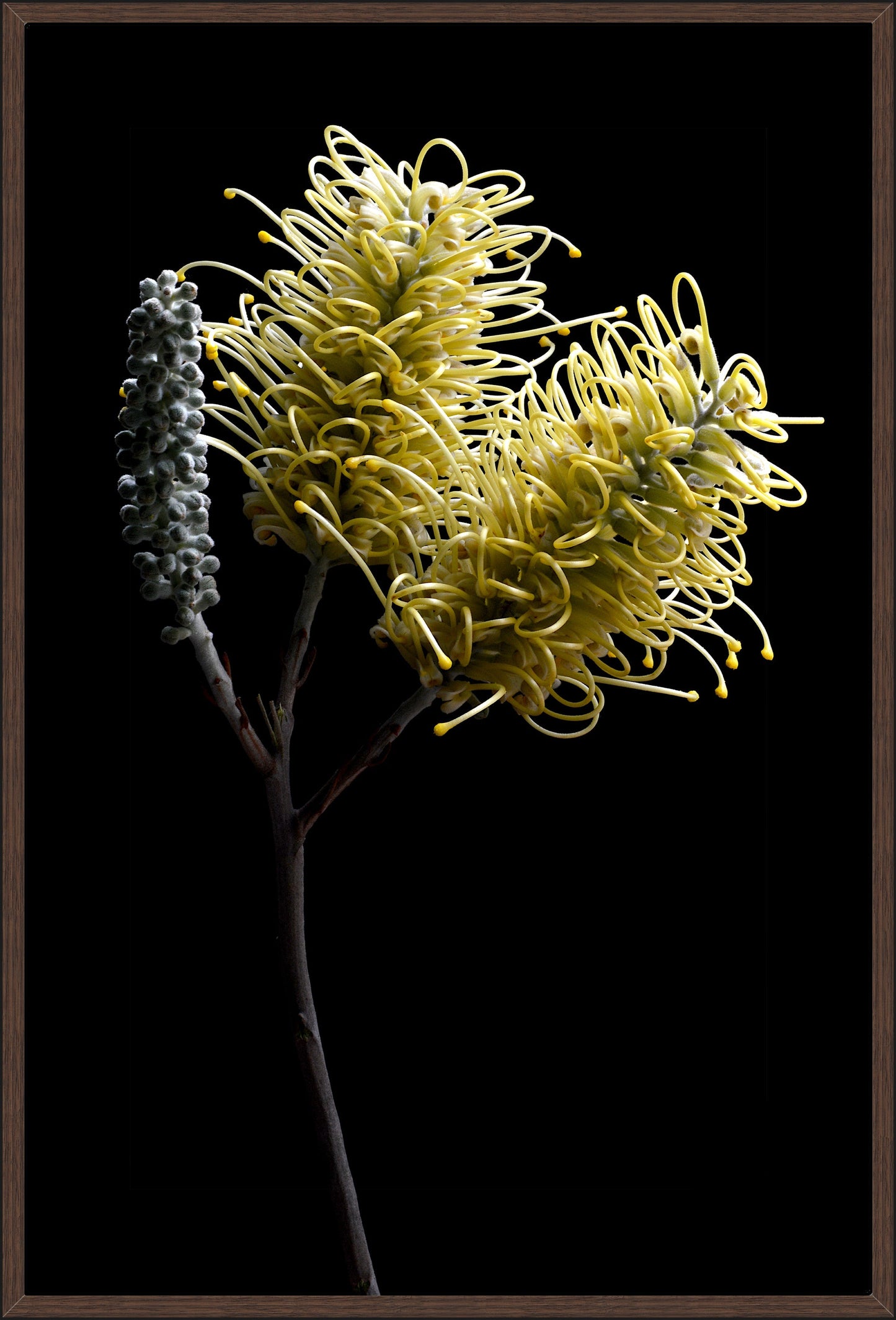 Grevillea Flowers Yellow II