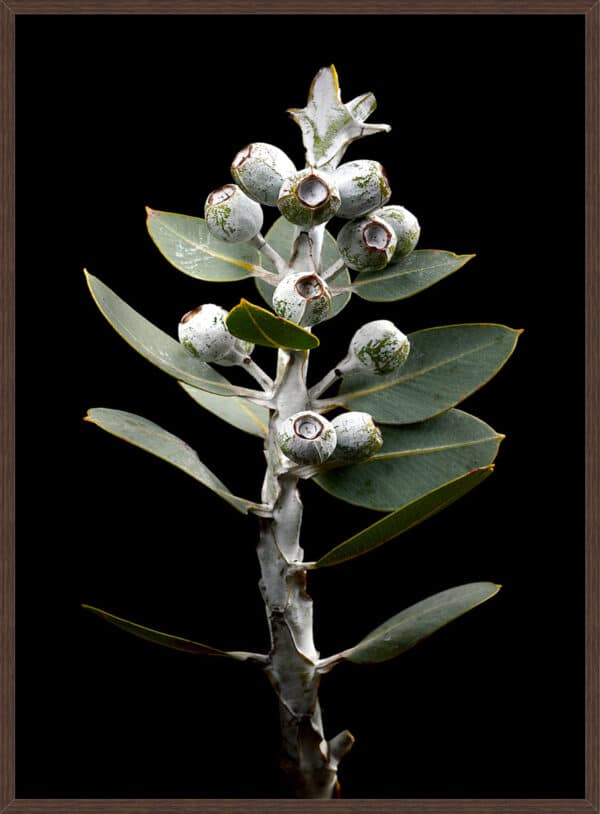 Eucalyptus Tallerack - Image 2