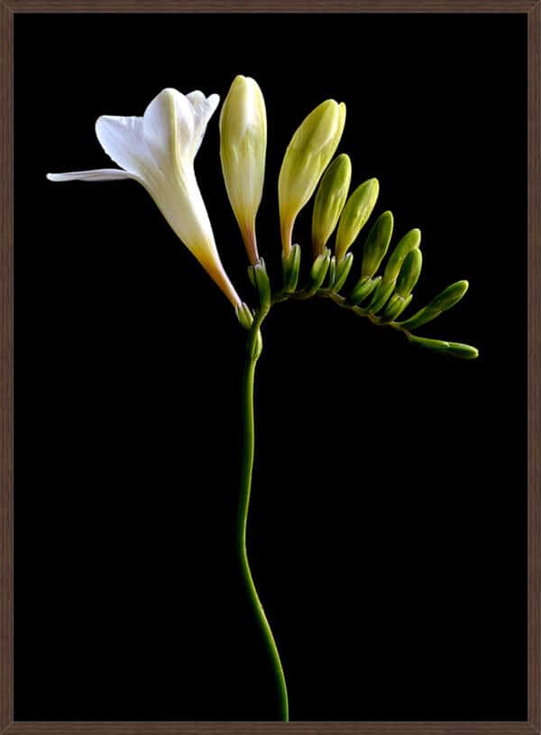 White Freesia - Image 2