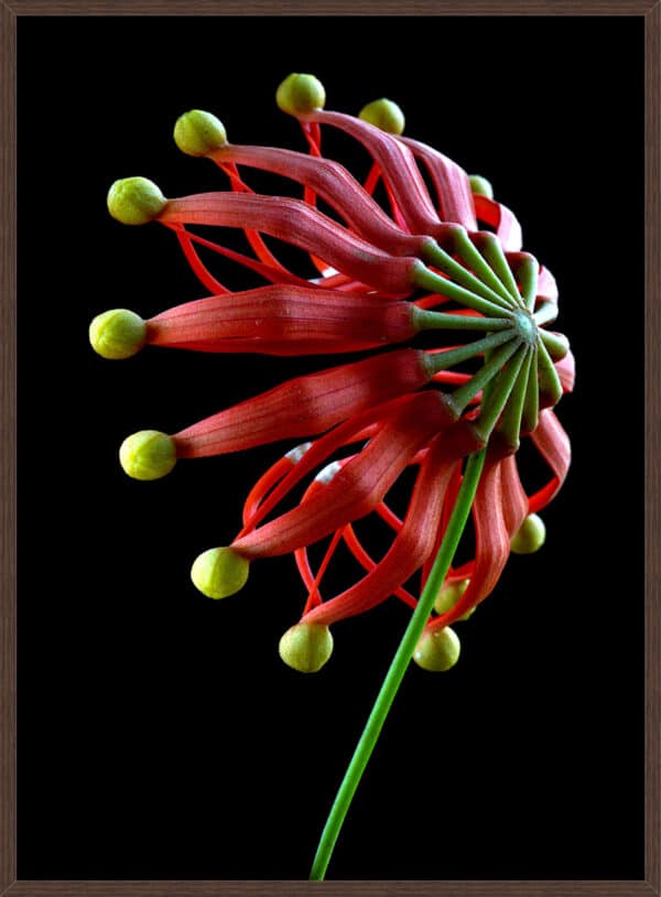 Firewheel Flower - Image 2