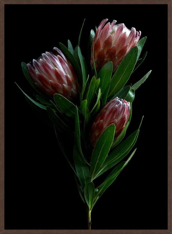 Lure Of The Protea - Image 2