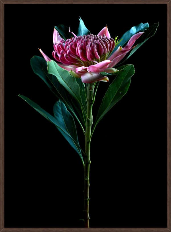 Pink Passion Waratah - Image 2