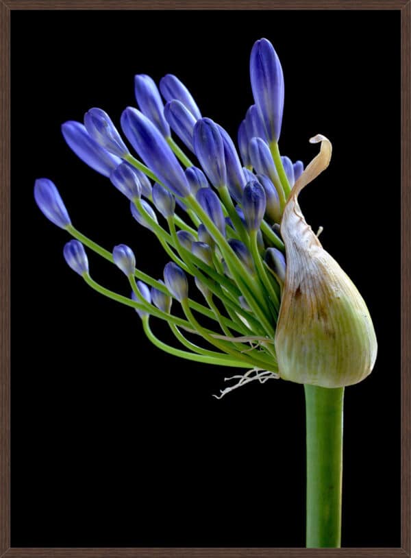 Blue Agapanthus - Image 2