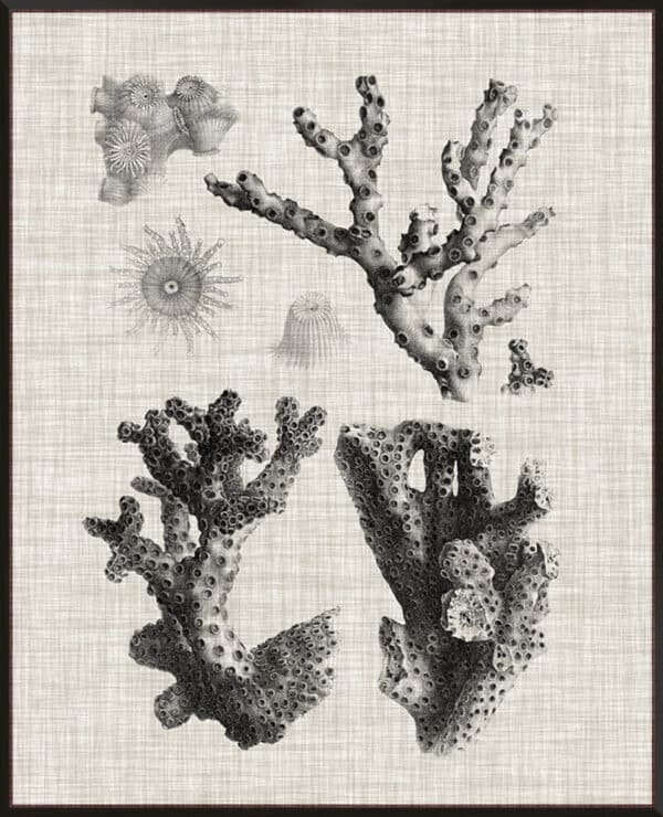 Coral Specimen III - Canvas - Image 3