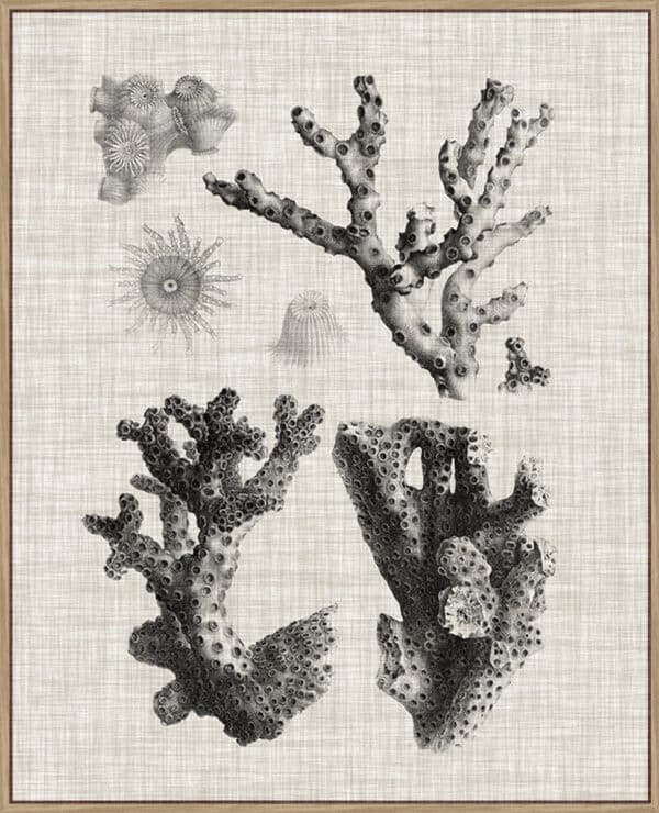 Coral Specimen III - Canvas