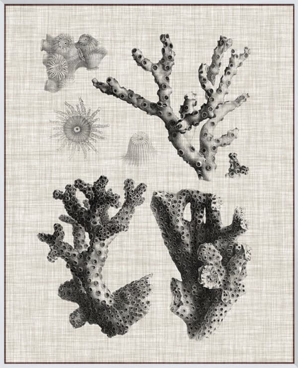 Coral Specimen III - Canvas - Image 2