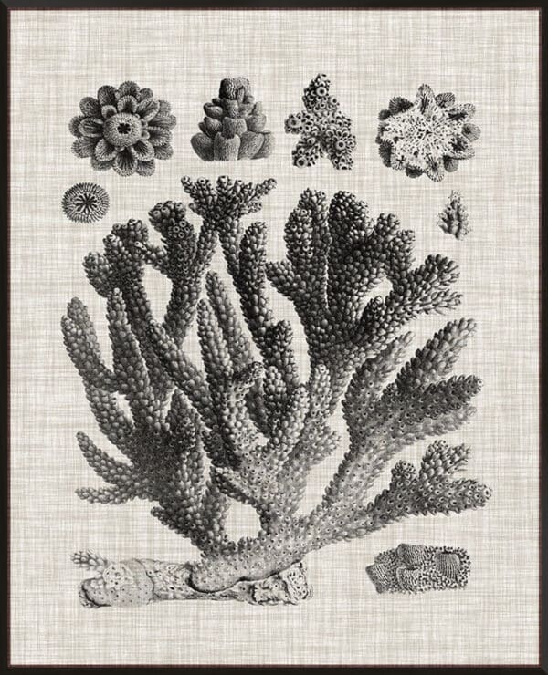 Coral Specimen IV - Canvas - Image 3