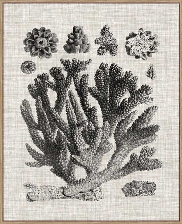 Coral Specimen IV - Canvas