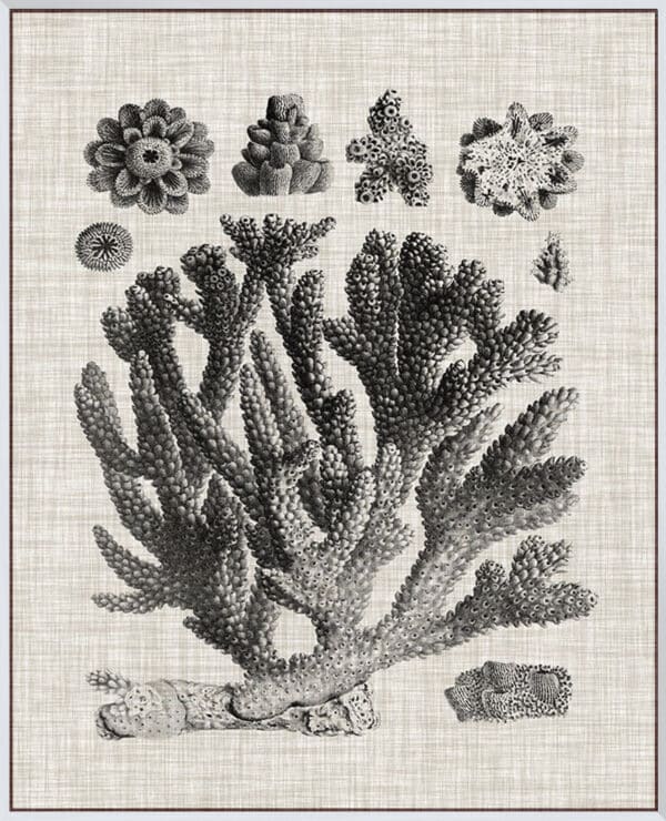 Coral Specimen IV - Canvas - Image 2