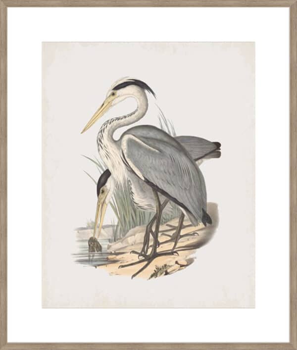 Ardea Leucophaea - 10cm Mount Board - Image 4