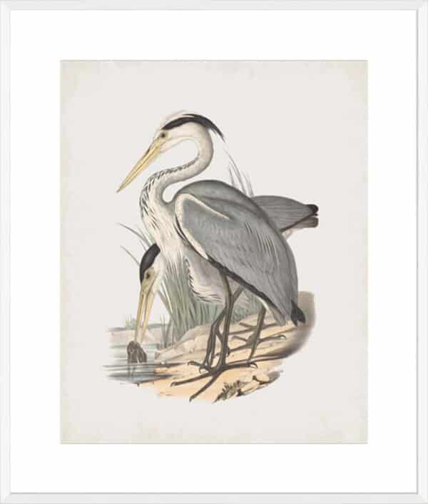 Ardea Leucophaea - 10cm Mount Board - Image 9