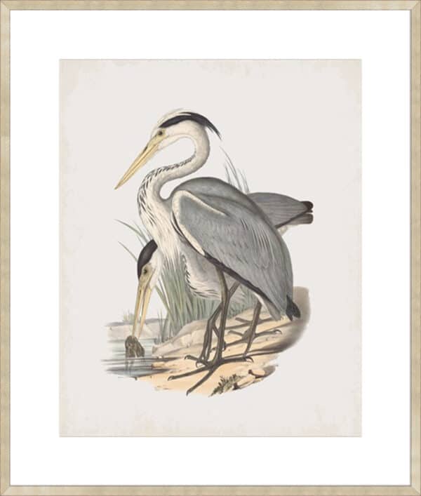 Ardea Leucophaea - 10cm Mount Board - Image 2