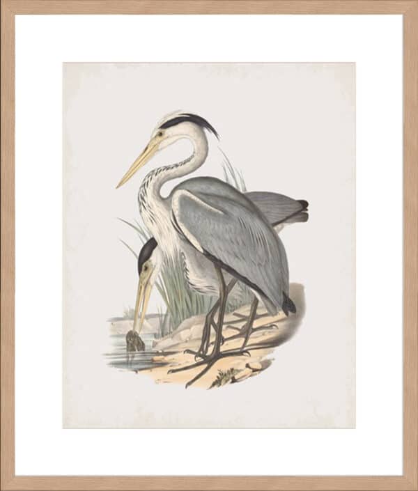 Ardea Leucophaea - 10cm Mount Board