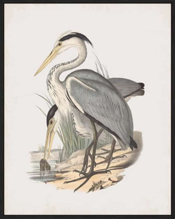 Ardea Leucophaea - Canvas - Image 2