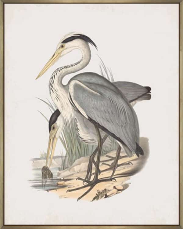 Ardea Leucophaea - Canvas