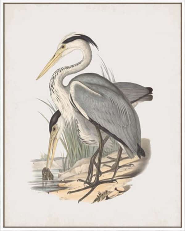 Ardea Leucophaea - Canvas - Image 3