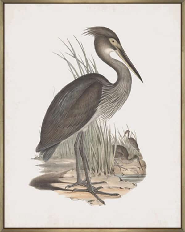 Ardea Rectirostris - Canvas