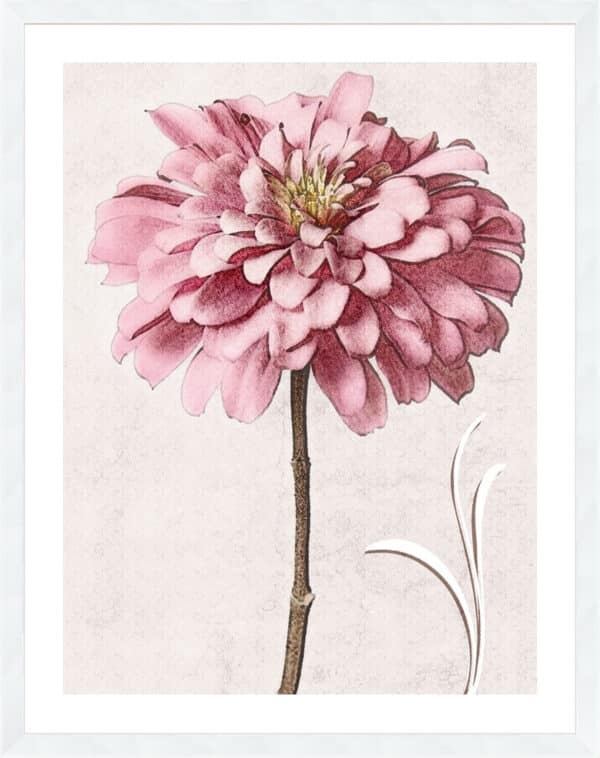 Pink Zinnia II - 5cm White Border - Image 2