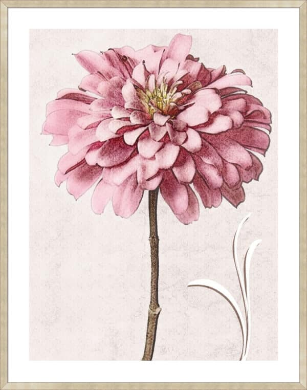 Pink Zinnia II - 5cm White Border - Image 3