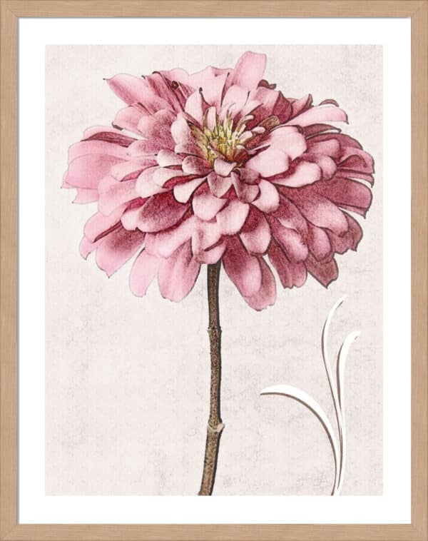 Pink Zinnia II - 5cm White Border