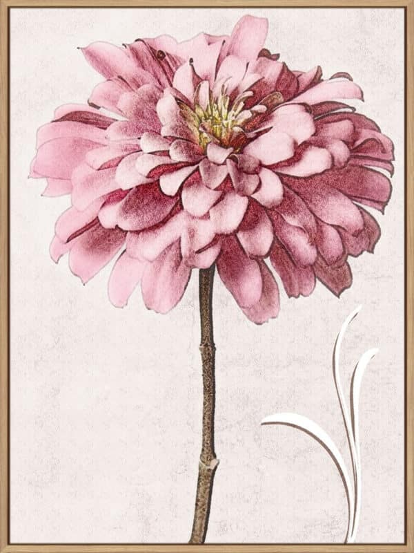 Pink Zinnia II - Canvas