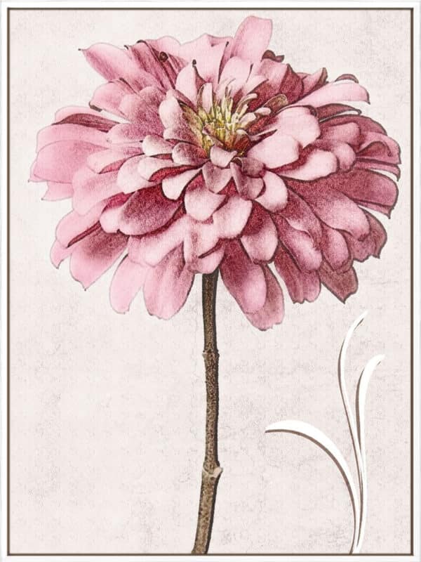 Pink Zinnia II - Canvas - Image 2