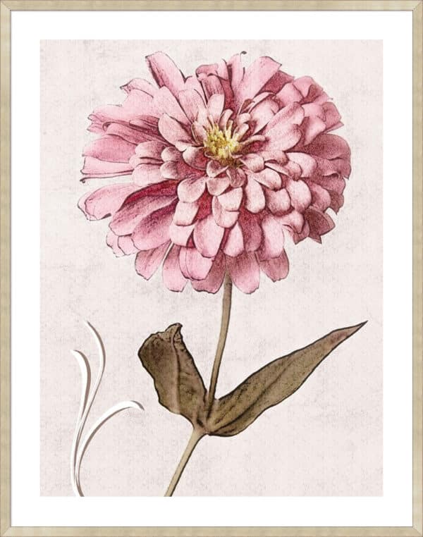 Pink Zinnia I - 5cm White Border - Image 3