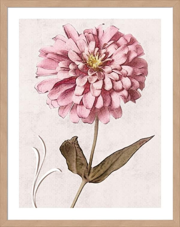 Pink Zinnia I - 5cm White Border