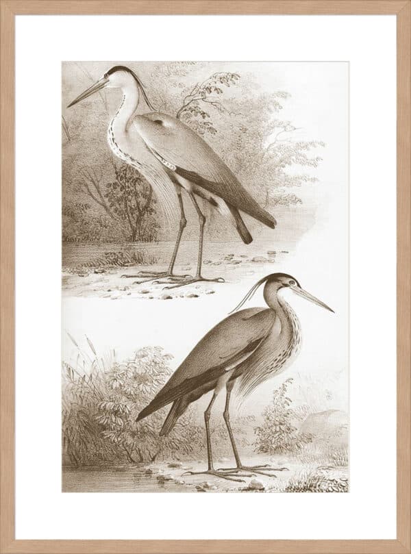 Sepia Water Birds III - 10cm Mount Board - Image 3