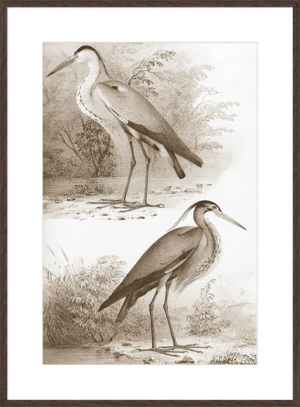 Sepia Water Birds III - 10cm Mount Board - Image 2