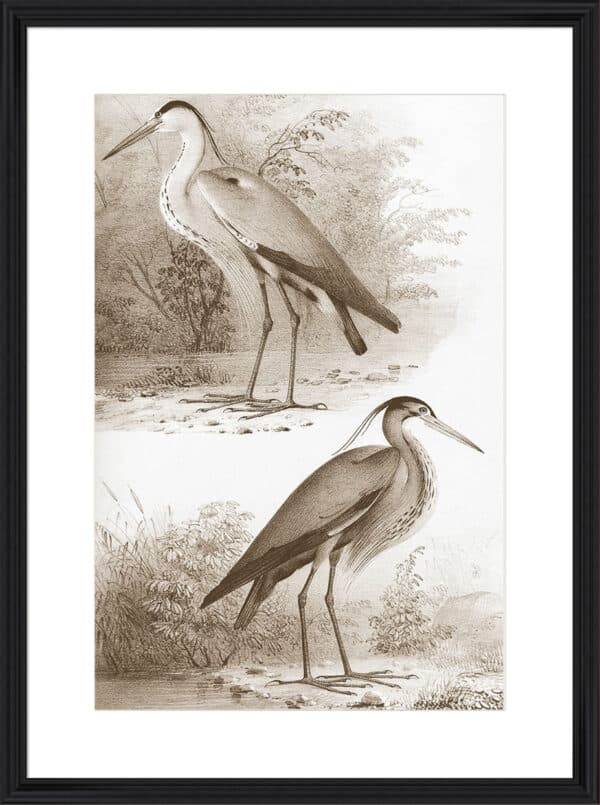 Sepia Water Birds III - 10cm Mount Board - Image 4