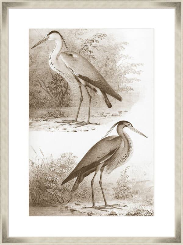 Sepia Water Birds III - 10cm Mount Board