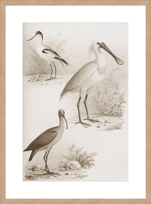 Sepia Water Birds II - 10cm Mount Board - Image 3