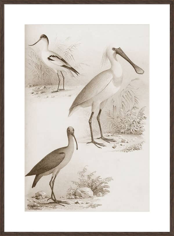 Sepia Water Birds II - 10cm Mount Board - Image 2