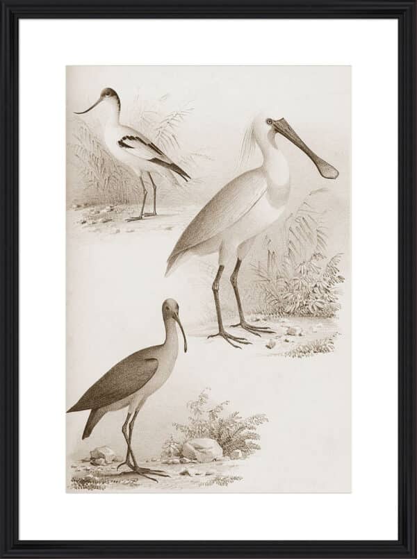 Sepia Water Birds II - 10cm Mount Board - Image 4