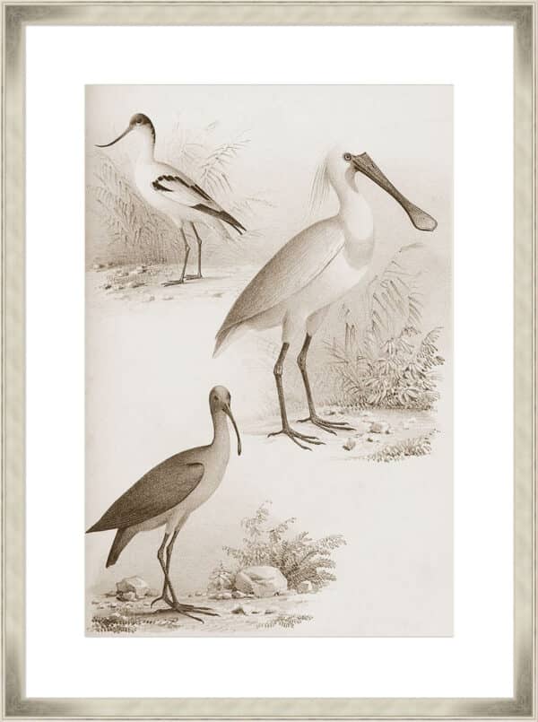 Sepia Water Birds II - 10cm Mount Board