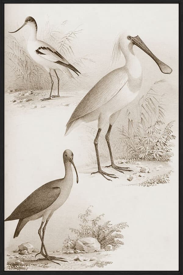 Sepia Water Birds II - Canvas - Image 2