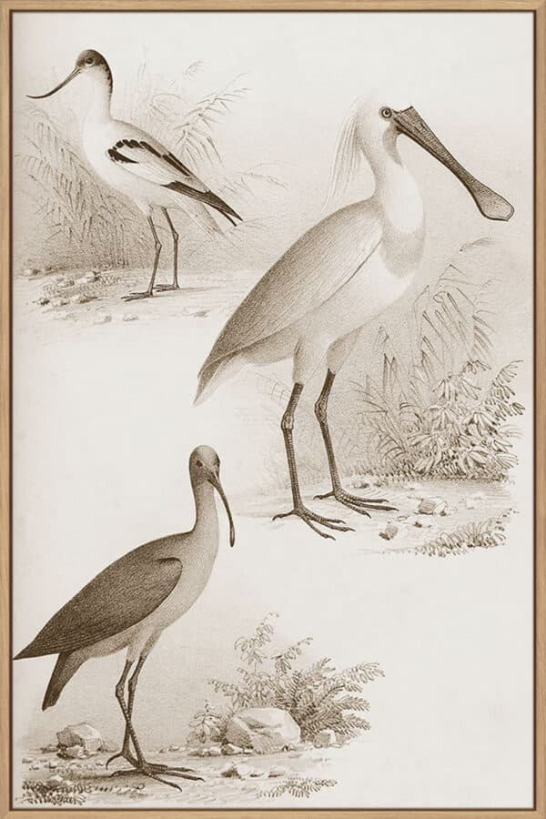 Sepia Water Birds II - Canvas - Image 4