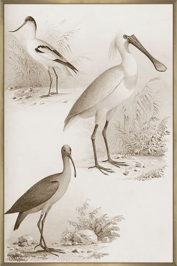 Sepia Water Birds II - Canvas