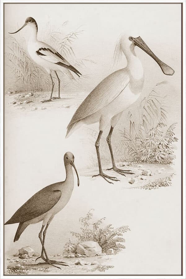 Sepia Water Birds II - Canvas - Image 3