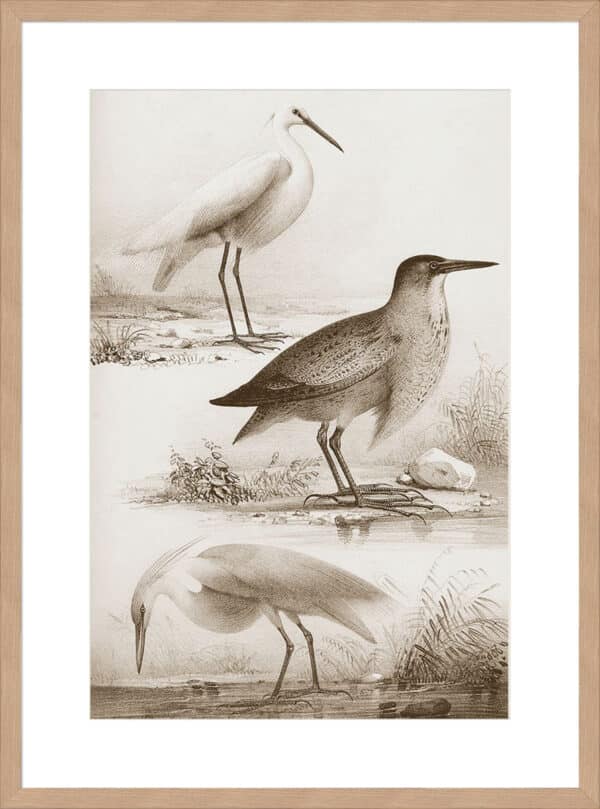 Sepia Water Birds IV - 10cm Mount Board - Image 3