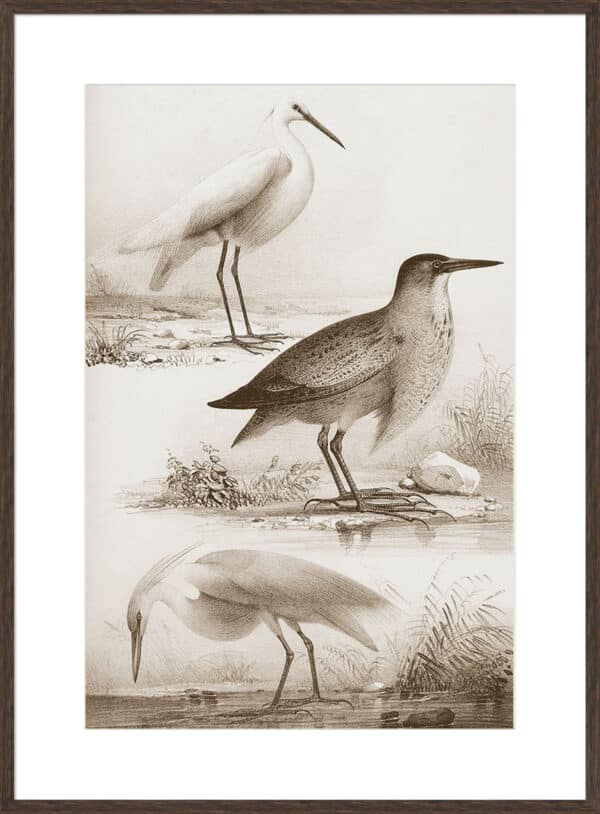 Sepia Water Birds IV - 10cm Mount Board - Image 2