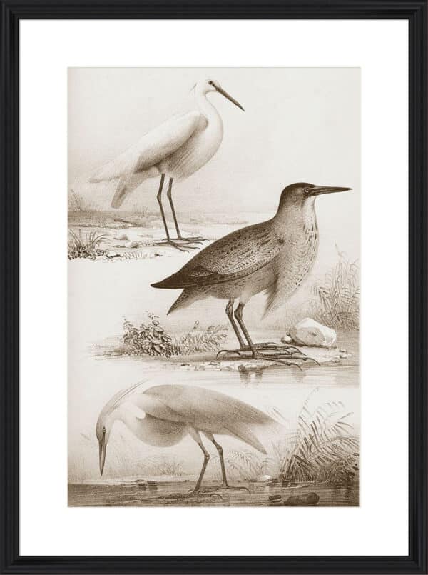 Sepia Water Birds IV - 10cm Mount Board - Image 4