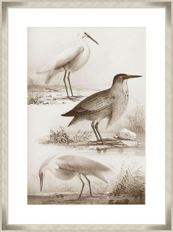 Sepia Water Birds IV - 10cm Mount Board