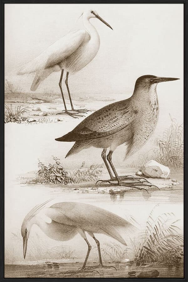 Sepia Water Birds IV - Canvas - Image 3