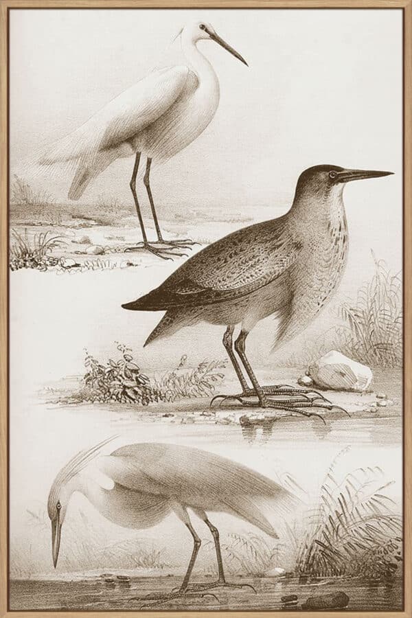 Sepia Water Birds IV - Canvas - Image 2