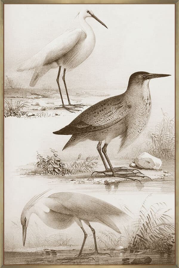 Sepia Water Birds IV - Canvas