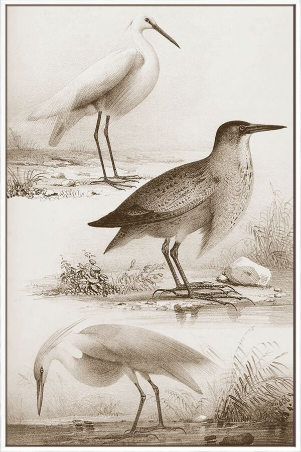 Sepia Water Birds IV - Canvas - Image 4